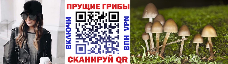блэк спрут рабочий сайт  Лесосибирск  Галлюциногенные грибы GOLDEN TEACHER  где продают  